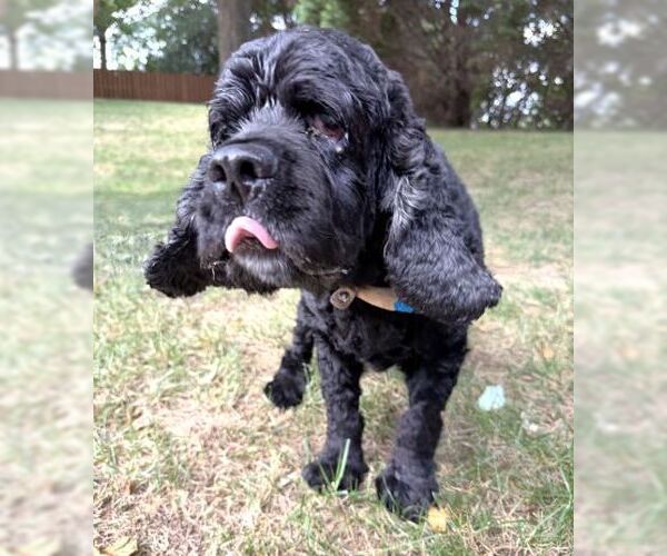 Medium Photo #3 Cocker Spaniel Puppy For Sale in Arlington, VA, USA
