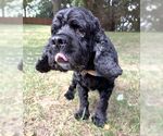 Small #2 Cocker Spaniel