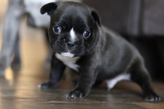French Bulldog Puppy for sale in ALEXANDRIA, OH, USA