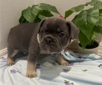Small Photo #15 French Bulldog Puppy For Sale in TAMPA, FL, USA