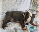 Small #7 Boston Terrier