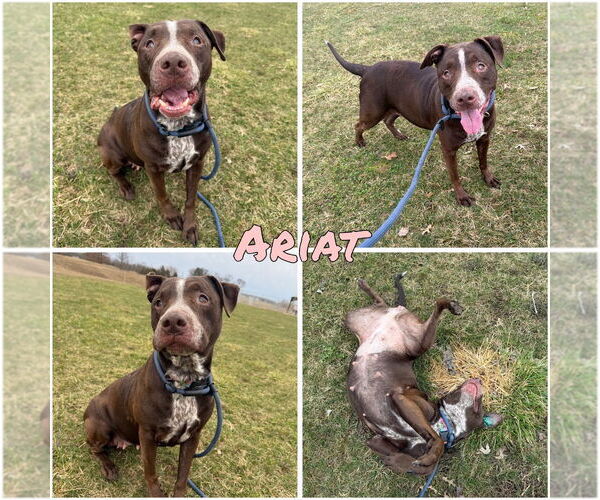 Medium Photo #1 American Staffordshire Terrier-Labrador Retriever Mix Puppy For Sale in Pierceton , IN, USA