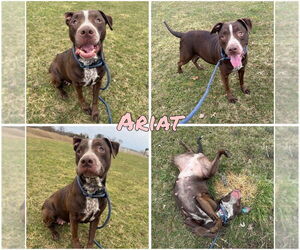 American Staffordshire Terrier-Labrador Retriever Mix Dogs for adoption in Pierceton , IN, USA