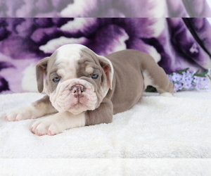 English Bulldog Puppy for sale in SHILOH, OH, USA