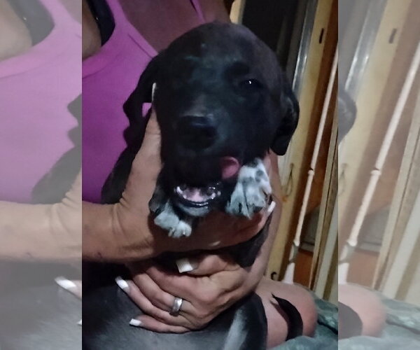 Medium Photo #2 Staffordshire Bull Terrier-Unknown Mix Puppy For Sale in The Woodlands, TX, USA