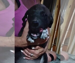 Herschel - Male Staffordshire Bull Terrier-Unknown Mix Dog for Adoption - Photo #2