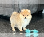 Small Photo #52 Pomeranian Puppy For Sale in WARSAW, IN, USA