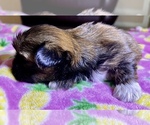 Puppy 2 Shih Tzu