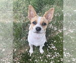 Small #4 Chihuahua Mix