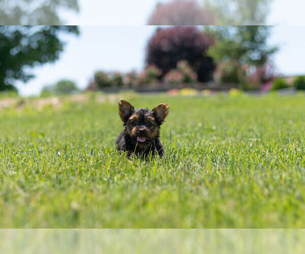 Medium Photo #13 Yorkshire Terrier Puppy For Sale in WARSAW, IN, USA