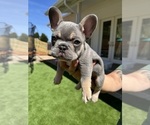 Small #4 French Bulldog