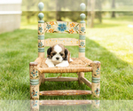 Small #1 Shih Tzu