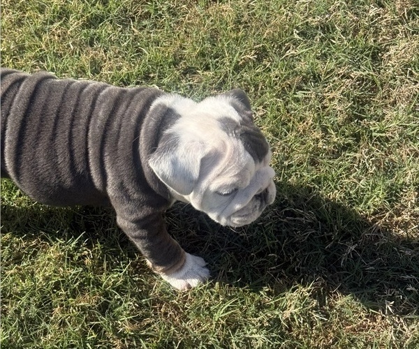Medium Photo #15 Bulldog Puppy For Sale in MCDONOUGH, GA, USA