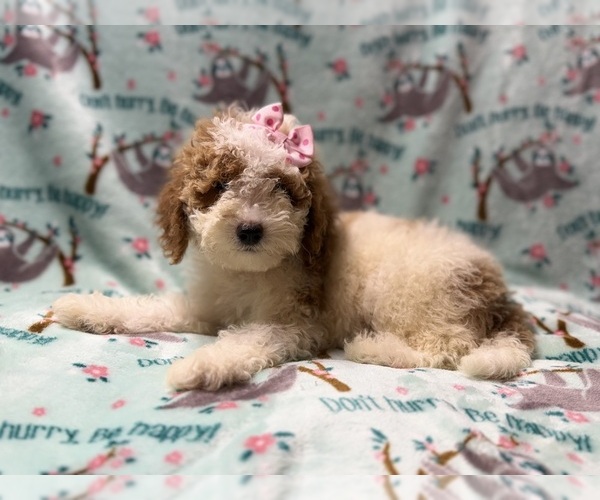 Medium Photo #9 Poodle (Miniature) Puppy For Sale in LAKELAND, FL, USA