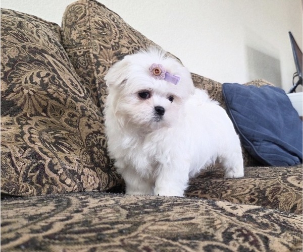 Medium Photo #18 Maltese Puppy For Sale in SANTA CLARITA, CA, USA