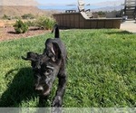 Small Photo #23 Labrador Retriever Puppy For Sale in APPLE VALLEY, CA, USA