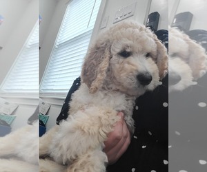 Goldendoodle Puppy for Sale in WEST, Texas USA