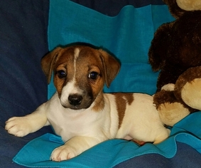 Jack Russell Terrier Puppy for sale in VENUS, TX, USA