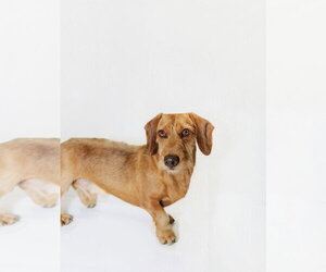 Dachshund Dogs for adoption in York, SC, USA