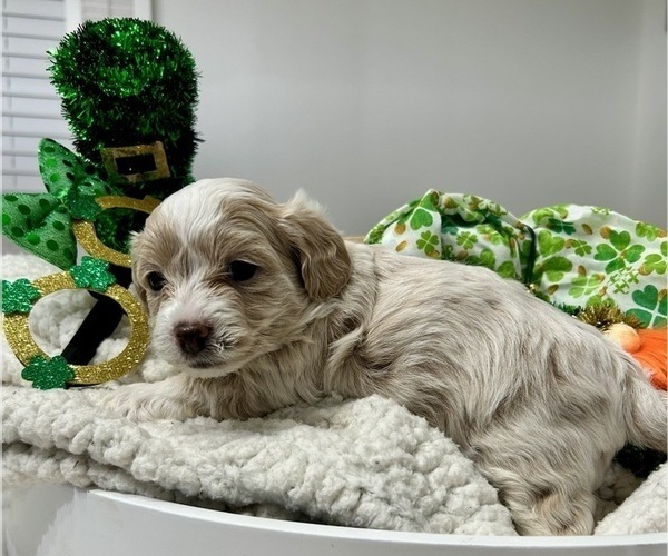Medium Photo #9 YorkiePoo Puppy For Sale in MONTGOMERY VILLAGE, MD, USA