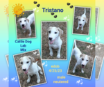 Small #1 Labrador Retriever Mix