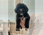 Puppy Pink girl Bernedoodle