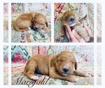 Small Photo #2 Goldendoodle Puppy For Sale in PIQUA, OH, USA