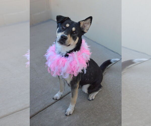 Medium Photo #1 Mutt Puppy For Sale in McKinney, TX, USA