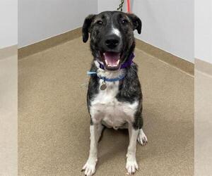 Plott Hound-Unknown Mix Dogs for adoption in Aurora, CO, USA