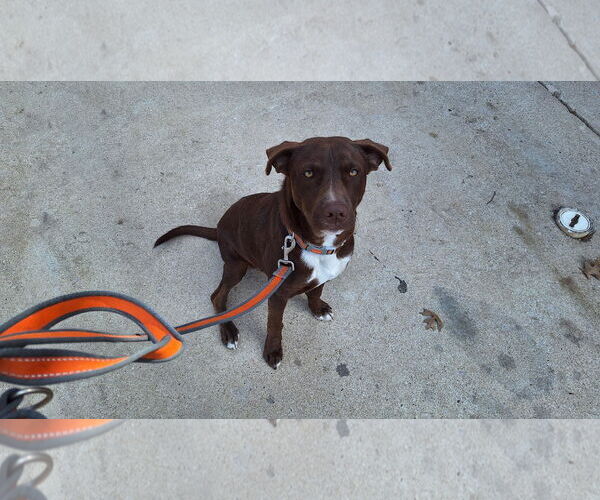 Medium Photo #2 Labrador Retriever-Unknown Mix Puppy For Sale in Roanoke, TX, USA