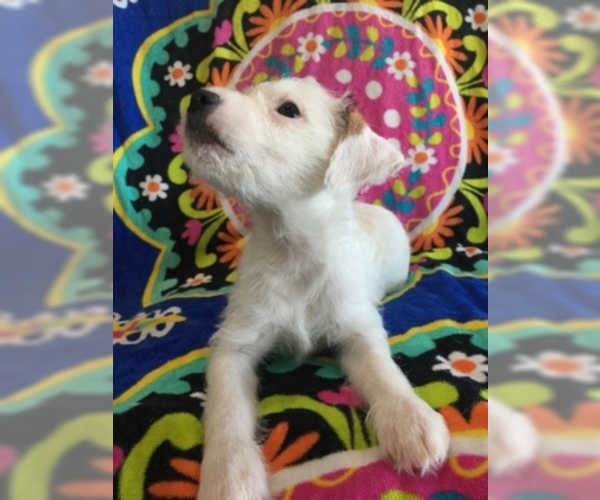 Medium Photo #14 Jack Russell Terrier Puppy For Sale in TREZEVANT, TN, USA