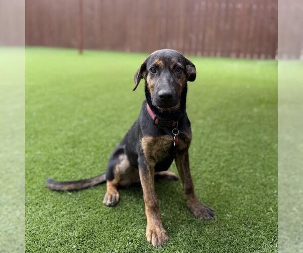 Medium Photo #7 Labrador Retriever-Unknown Mix Puppy For Sale in San Diego, CA, USA