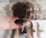 Small Photo #4 Cavapoo Puppy For Sale in CARLISLE, KY, USA