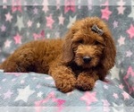 Small Photo #7 Miniature Labradoodle Puppy For Sale in LAKELAND, FL, USA