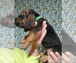 Small #3 Bloodhound