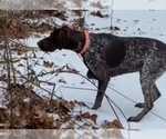Small Photo #1 German Shorthaired Pointer-Poodle (Standard) Mix Puppy For Sale in GREENBRIER, AR, USA