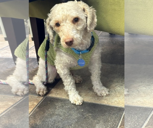 Medium Photo #2 Maltipoo (Miniature) Puppy For Sale in Minneapolis, MN, USA