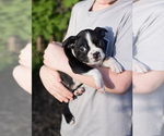 Small Photo #2 Boston Terrier Puppy For Sale in MILWAUKEE, WI, USA
