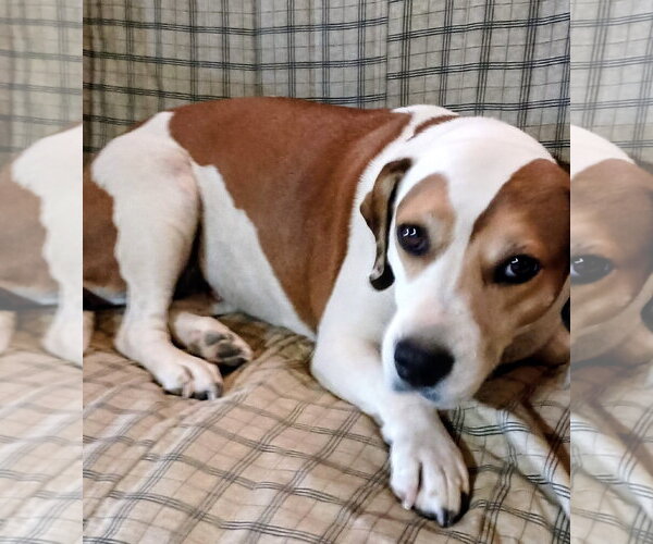 Medium Photo #3 Beagle-Unknown Mix Puppy For Sale in Apple Valley, CA, USA
