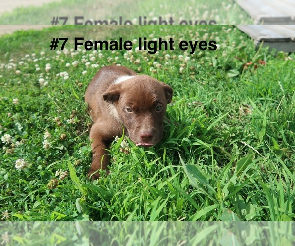Medium Photo #2 Sheprador Puppy For Sale in ELGIN, IL, USA