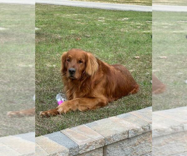 Medium Photo #8 Golden Retriever Puppy For Sale in SANDERSVILLE, GA, USA
