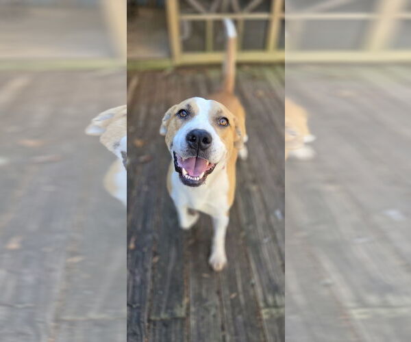 Medium Photo #2 American Bulldog-Unknown Mix Puppy For Sale in Decatur, GA, USA