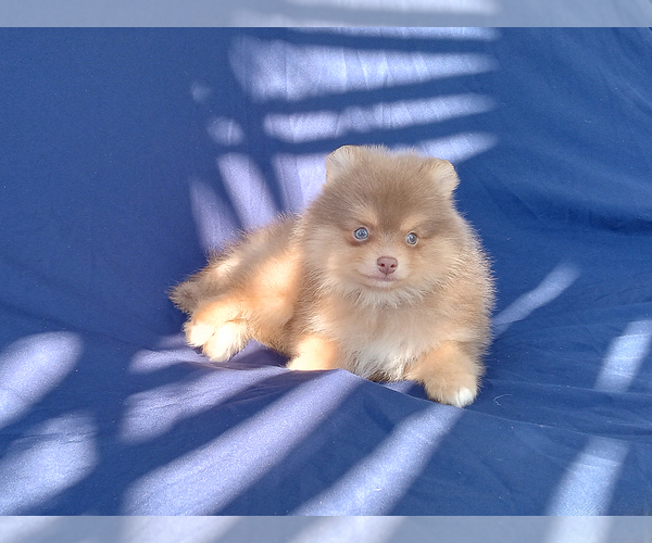 Medium Photo #8 Pomeranian Puppy For Sale in WEST PALM BEACH, FL, USA
