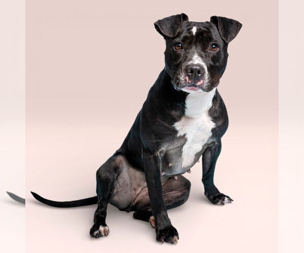 Medium Photo #3 Mutt Puppy For Sale in Rowlett, TX, USA