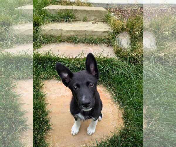Medium Photo #13 Mutt Puppy For Sale in Sandy, UT, USA
