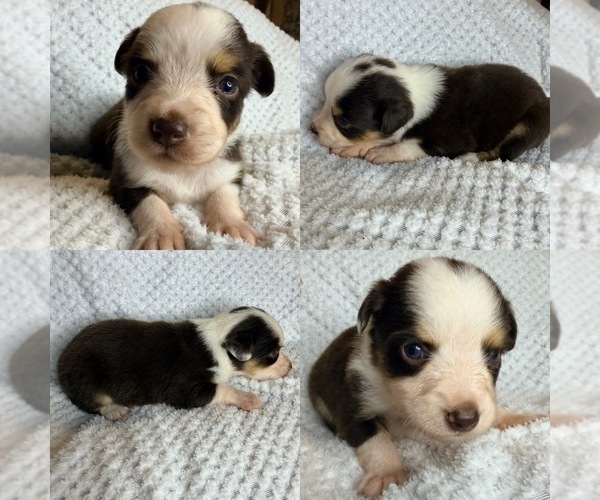 Medium Photo #1 Miniature Australian Shepherd Puppy For Sale in BROOKER, FL, USA