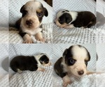 Toy red tri - Female Miniature Australian Shepherd Puppy for Sale - Small photo