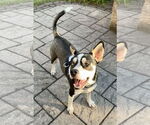 Small #1 Huskies  Mix