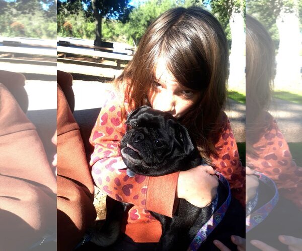 Medium Photo #9 Pug Puppy For Sale in  Ramona, CA, USA