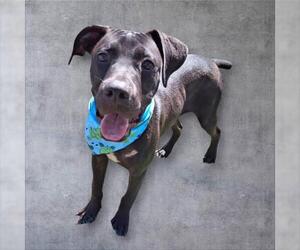 Mutt Dogs for adoption in Bakersfield, CA, USA
